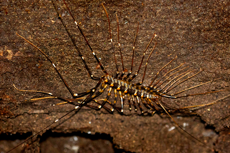 Long-legged-Centipede.jpg