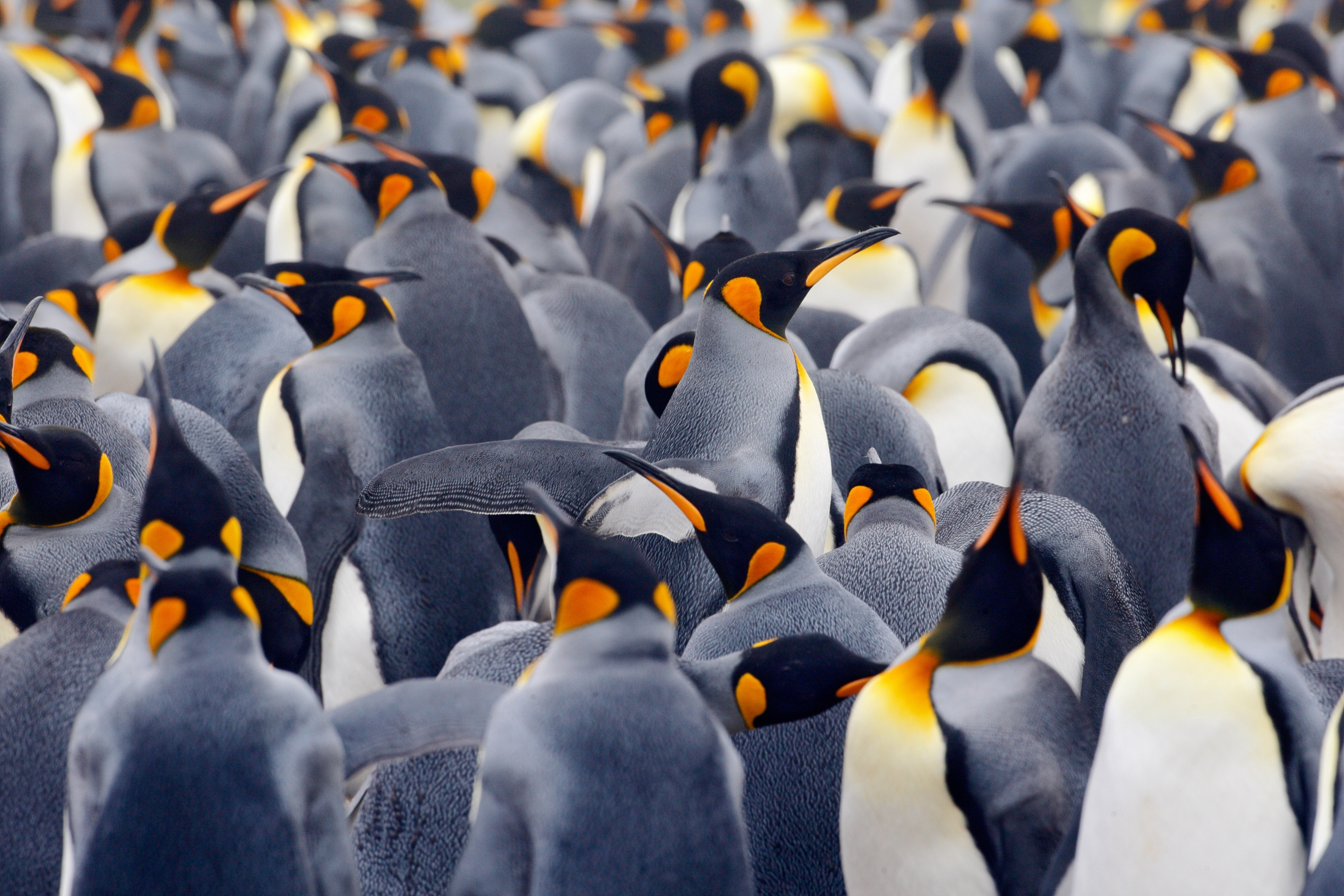 King Penguins 