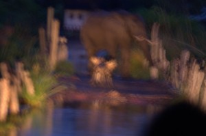 Bull Elephant and Wild Dogs by Andy Smith