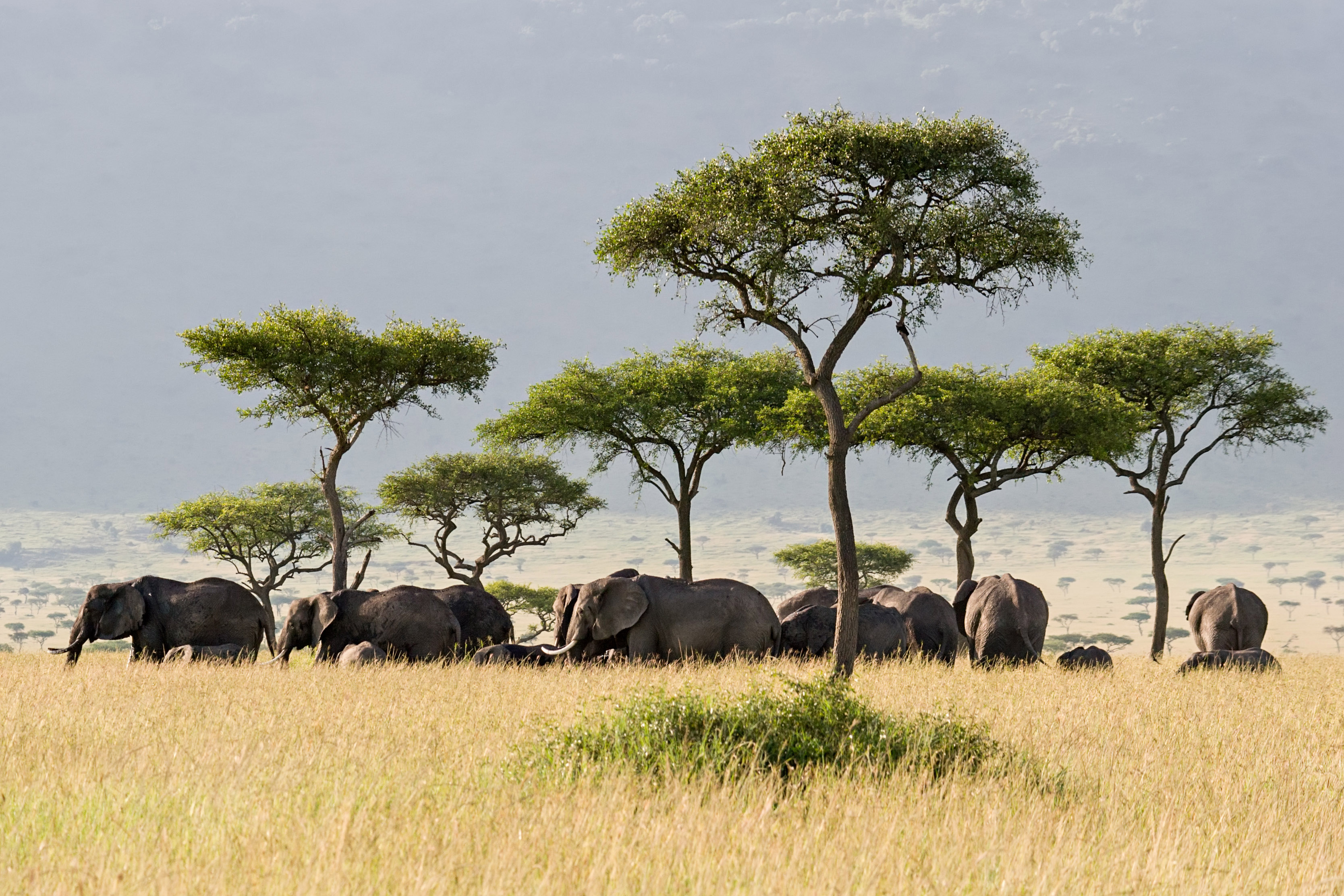 Elephants