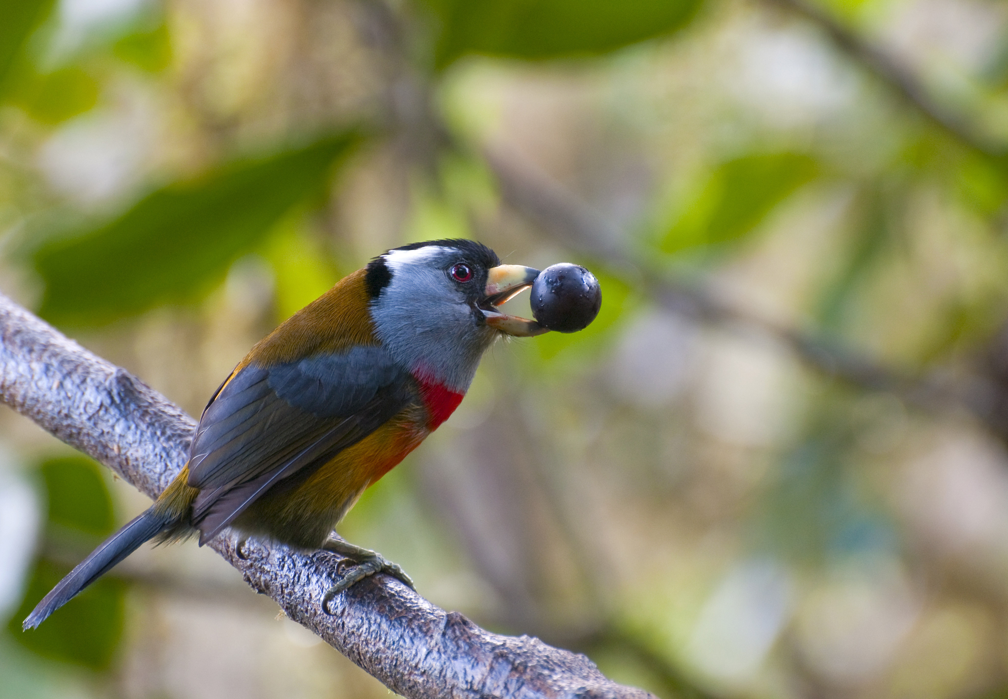 Toucan Barbet low res