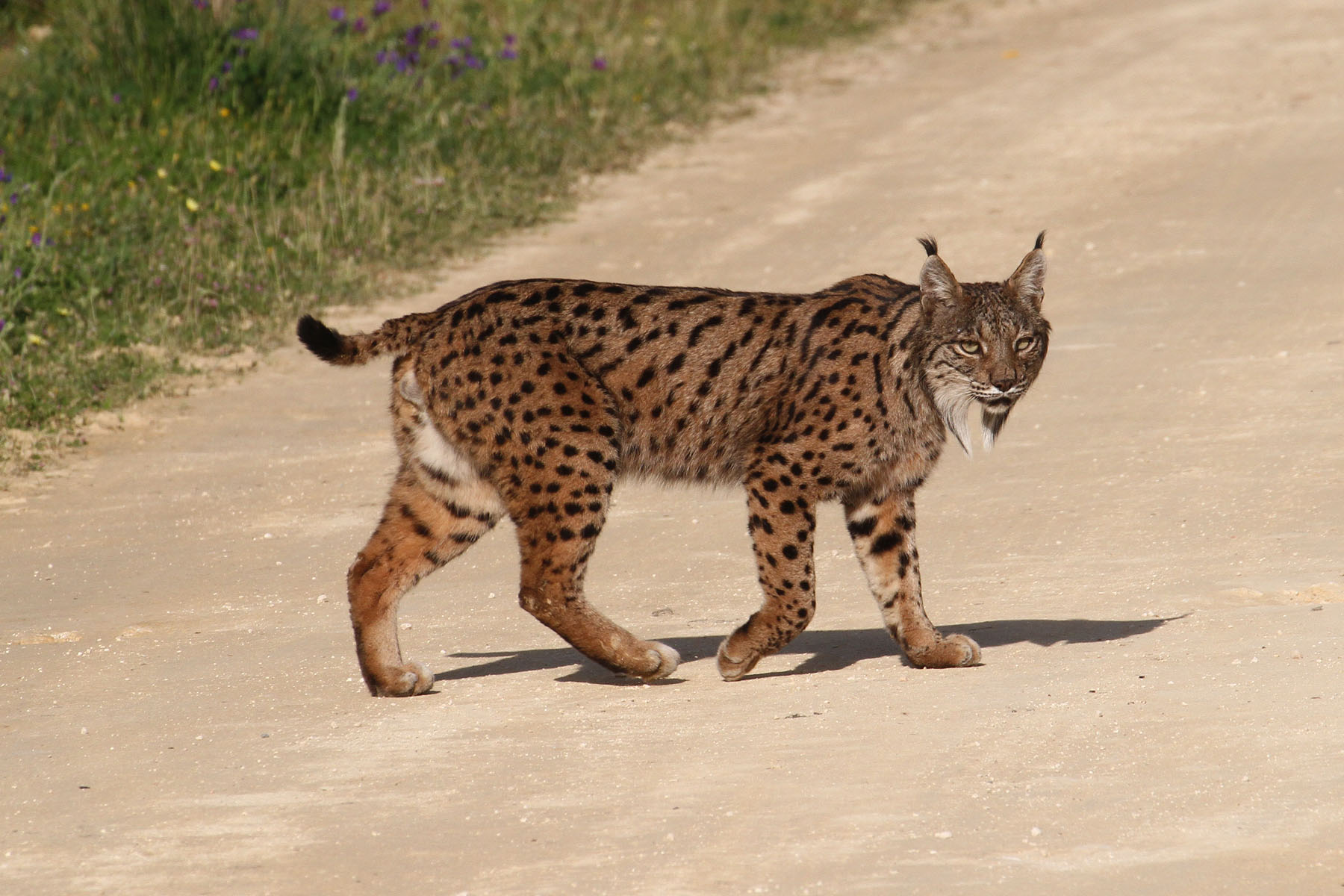 Lynx, Coto Donana (Peter Dunn)