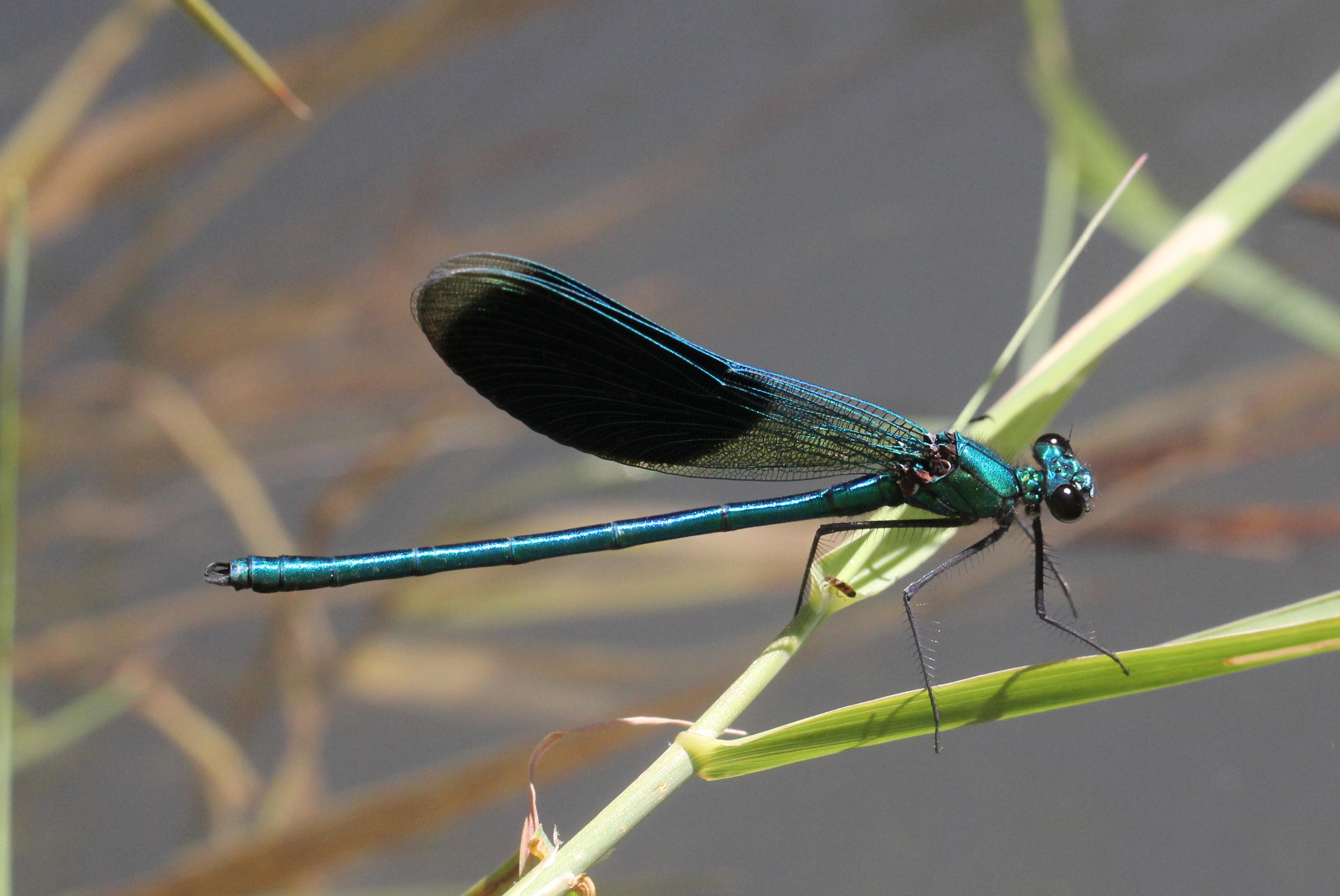 Banded demoiselle