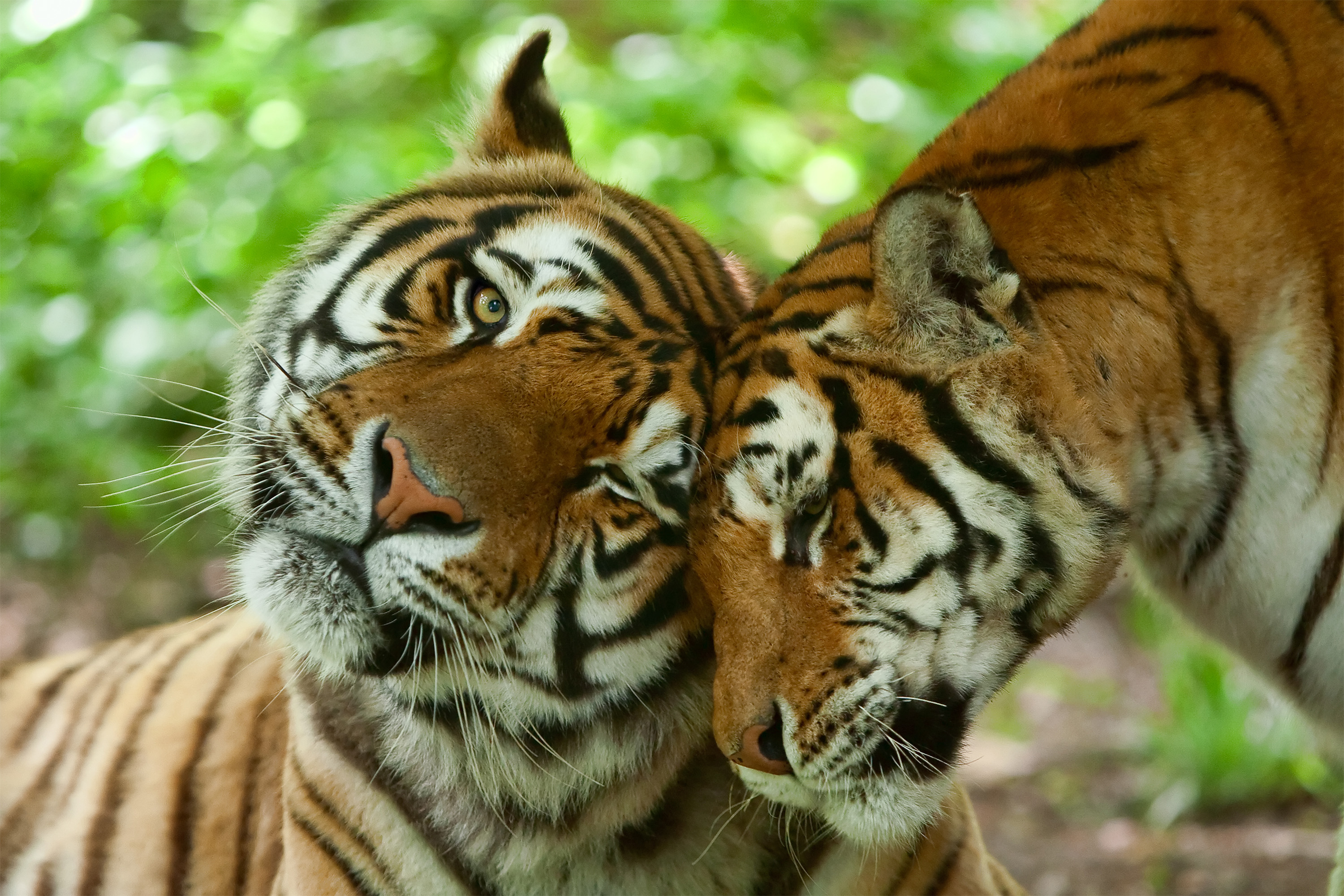 Tigers. Shutterstock low res.